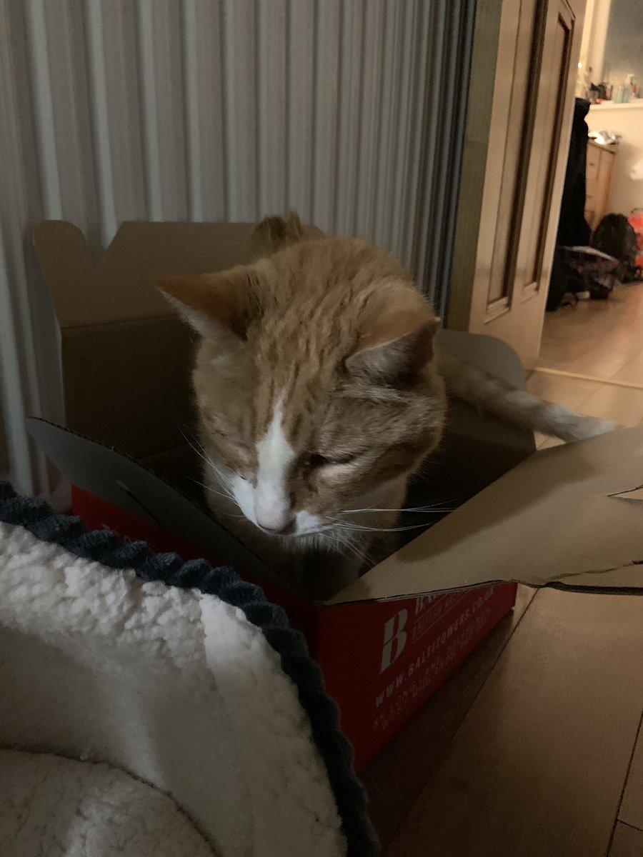 millitent_'s tweet photo. haz bed,.., wantz bockz https://t.co/3bMhAQCEWF