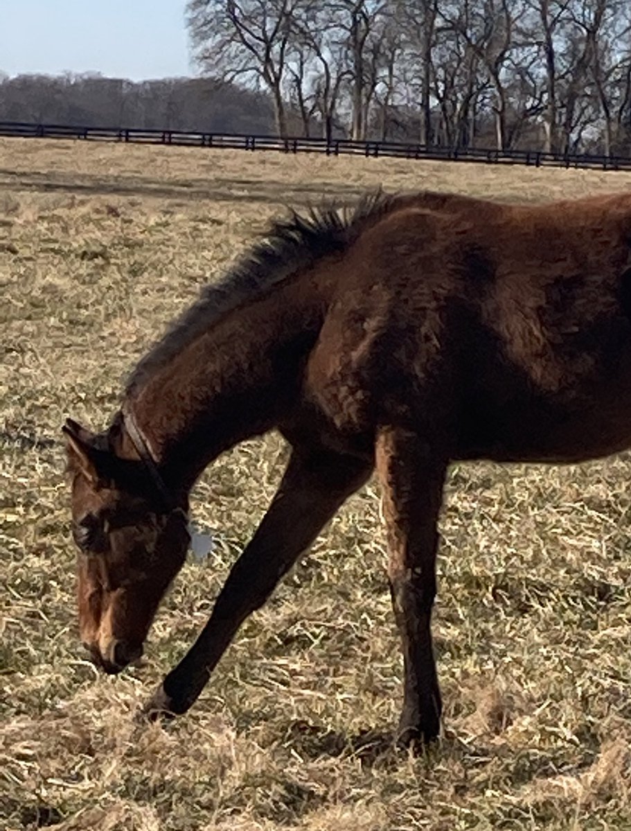 livipitch22's tweet photo. Able to see our yearling produced by @ThePewterStable. It’s a Winchill out of a Candy Ride mare named White Candy. He’s a bit camera shy, but that can be fixed in the next year. #bredtorun #pabred @PTHA17 @PA_PHBA https://t.co/e75Vpi3jAg
