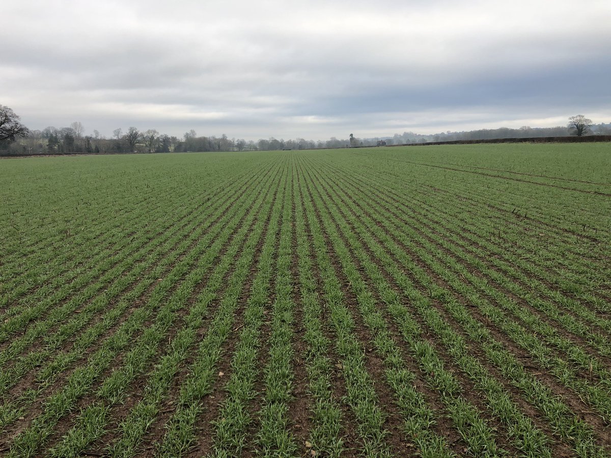 Mzuri drilled Wolverine wheat after OSR @MzuriDrills