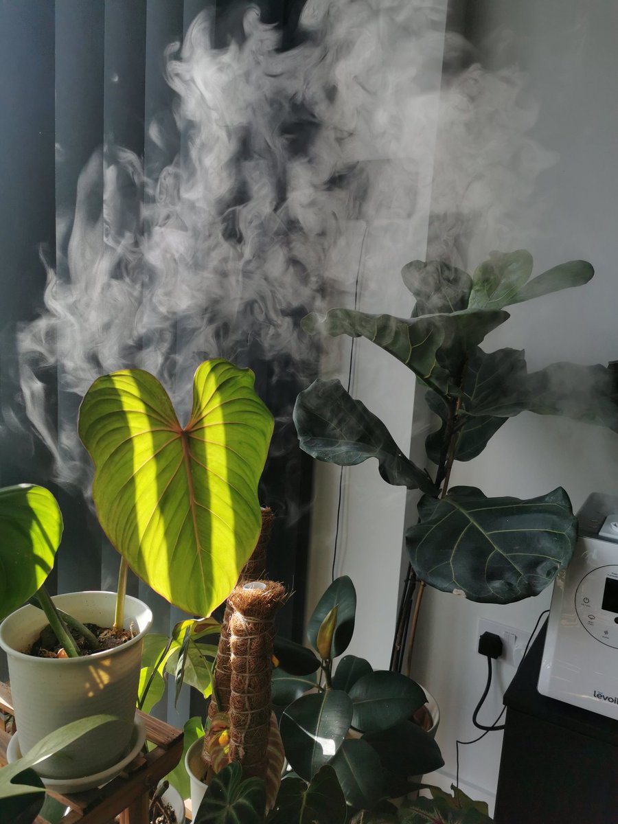 IT'S HOUSEPLANT APPRECIATION DAY  Earlier I said I would do a thread on some of my tropical houseplants so here we go!Up first we have this beautiful Philodendron gloriosum of mine this is a velvet leaved philodendron from Columbia which has requirements for high humidity