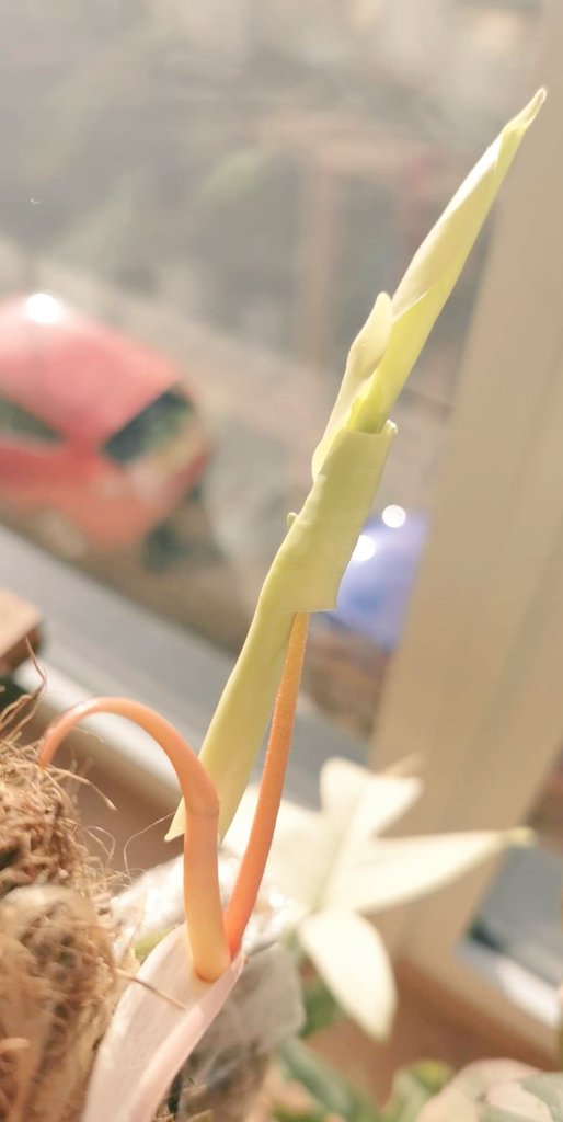 Then we have my Philodendron squamiferum X pendatum "Florida ghost". This plant features a mutation in which new leaves come out with no chlorophyll and as the leaf hardens it results in green foliage. This is a new leaf emerging from a cataphyll.