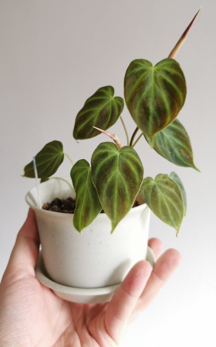 Like the P. gloriosum this here is a P. verrucosum "mini". These philodendron or epiphytic meaning they climb and can take in ambient moisture via aerial roots. This particular philodendron is rather difficult to find and I grew it myself from tissue culture then air layering