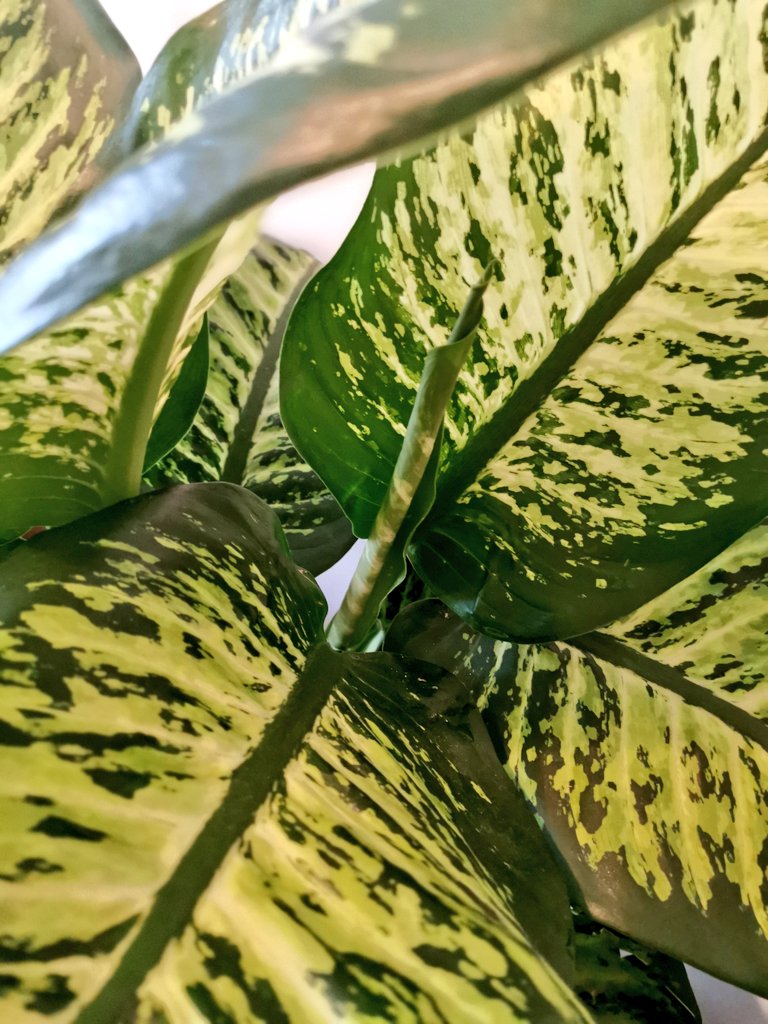 This is one of my personal favourites because the leaves are the same size of my torso. This is a Dieffenbachia, also known as the dumb cane. Don't eat it, they used to use the leaves to torture people. It contains like amounts of calcium oxalate which causes oedema 