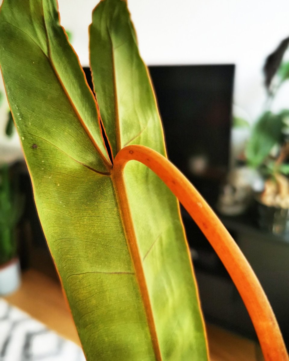 Here we have a Philodendron billietiae. This is the Croat variety as it takes the name of the famous botanist. Up the petioles we see dark spots, these are extrafloral nectories which in good sun love to make my floor very sticky