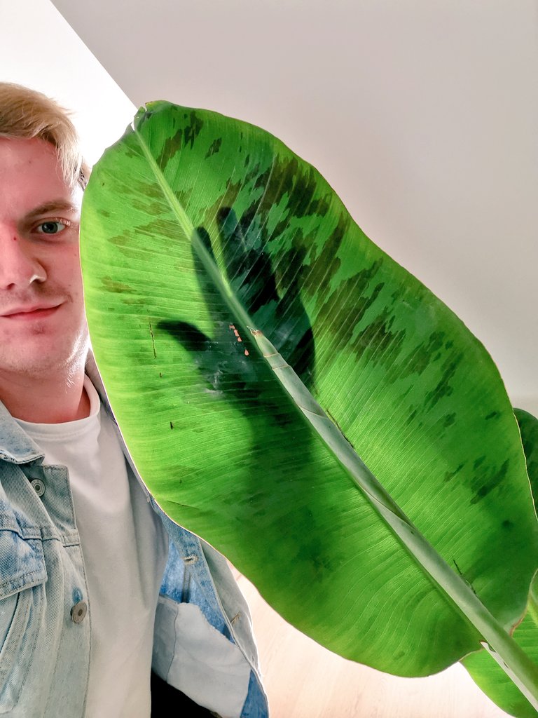 This here is a favourite of  @Ferchucky the Musa (I think this is a dwarf cavandish variety). Banana plants aren't trees either, they're herbaceous plants. More importantly they don't have a trunk, it is instead a fibrous pseudostem