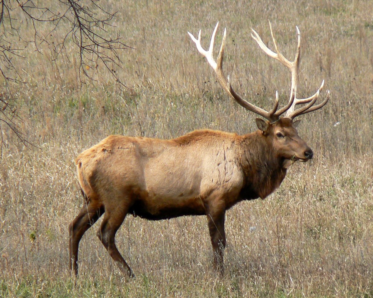 SatanLate's tweet photo. It’s been brought to my attention that the largest #cervid species such as moose, sambar, elk, partially in red deer and occasionally in reindeer, all have reverse countershading as a form of aposematism as they will confront predators. It’s very likely #Megaloceros had the same. https://t.co/OJSMxlyOl4
