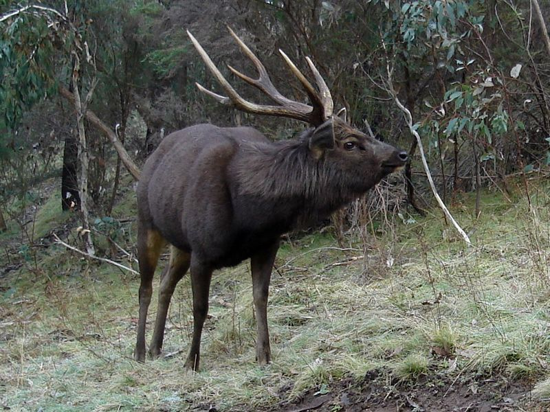 SatanLate's tweet photo. It’s been brought to my attention that the largest #cervid species such as moose, sambar, elk, partially in red deer and occasionally in reindeer, all have reverse countershading as a form of aposematism as they will confront predators. It’s very likely #Megaloceros had the same. https://t.co/OJSMxlyOl4