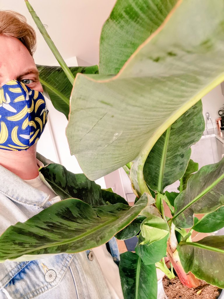 Here is a photo of me with said banana plant with my banana mask going through Leeds. Notice the darker patches of leaves, this is a form of variegation which results in varied pigmentation levels throughout the leaves.