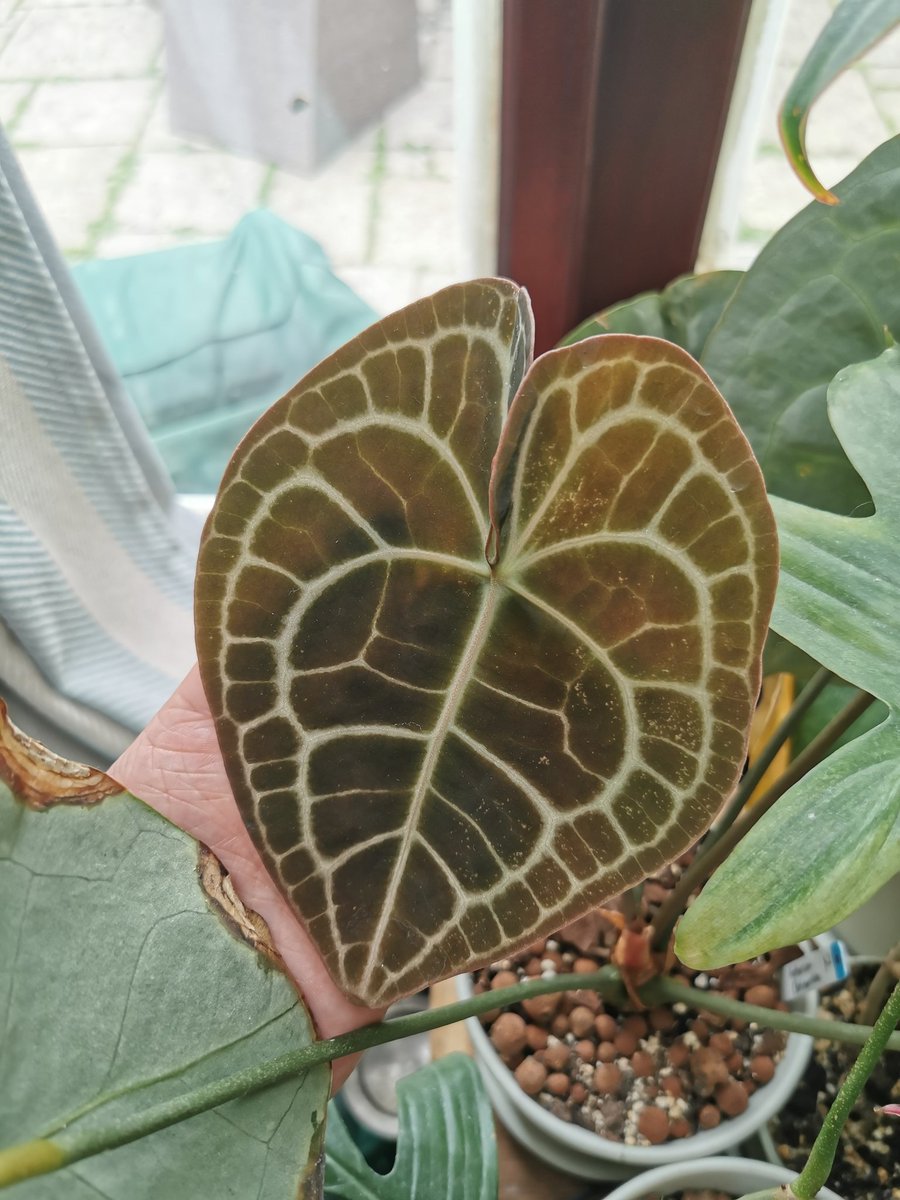 This here is an Anthurium, this particular species is the clarinervium. It was very hard to get and rather expensive, then the nevetherlands flooded the market with them (thanks...). This is a new leaf which emerges burgundy but rapidly increases in size maturing to dark green