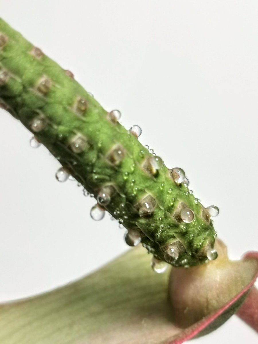 This maturation is common amongst most Anthuriums. They also don't produce true flowers. Instead they produce a spadyx which is a modified leaf. Then an inflorescence (see my image below). Notice how it looks sticky, that's nectar. Most plants from the family Aracea produce these