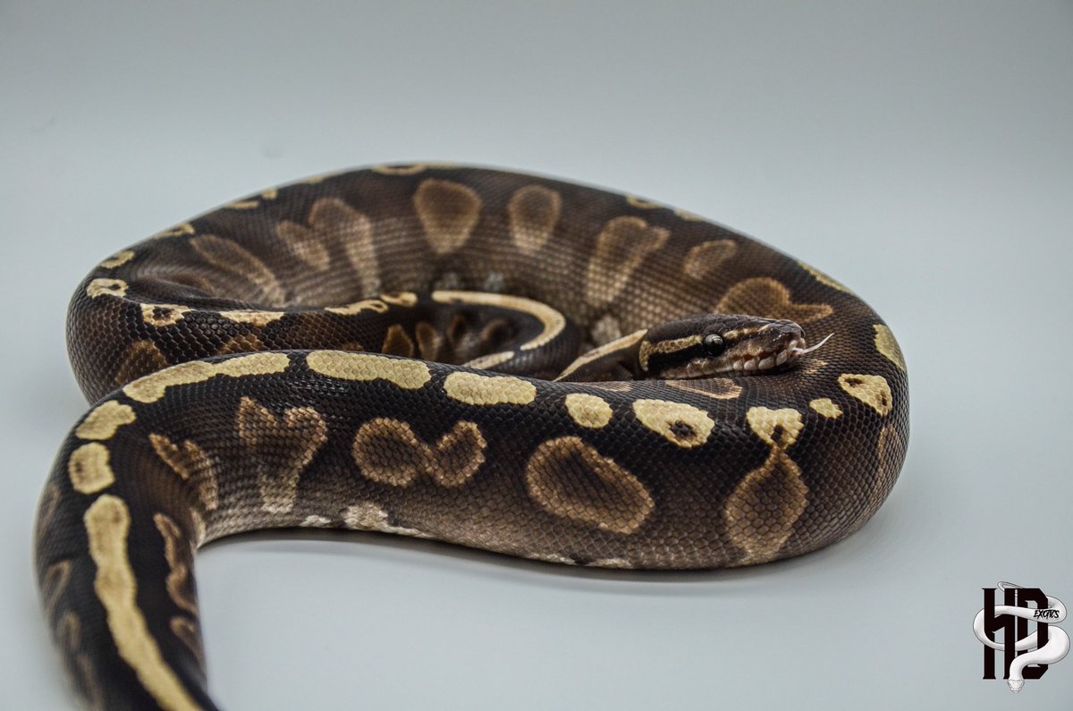 HDExotics1's tweet image. This girl is growing nicely‼️ 0.1 GHI Mojave with some new colors on her 😌
.
.
#ghiballpython #ghiballpythonmorph #mojaveballpython #mojaveballpythonsofinstagram #ballpythonsofinstagram #snakesofinstagram #snakebreedersofinstagram #snakebreeder