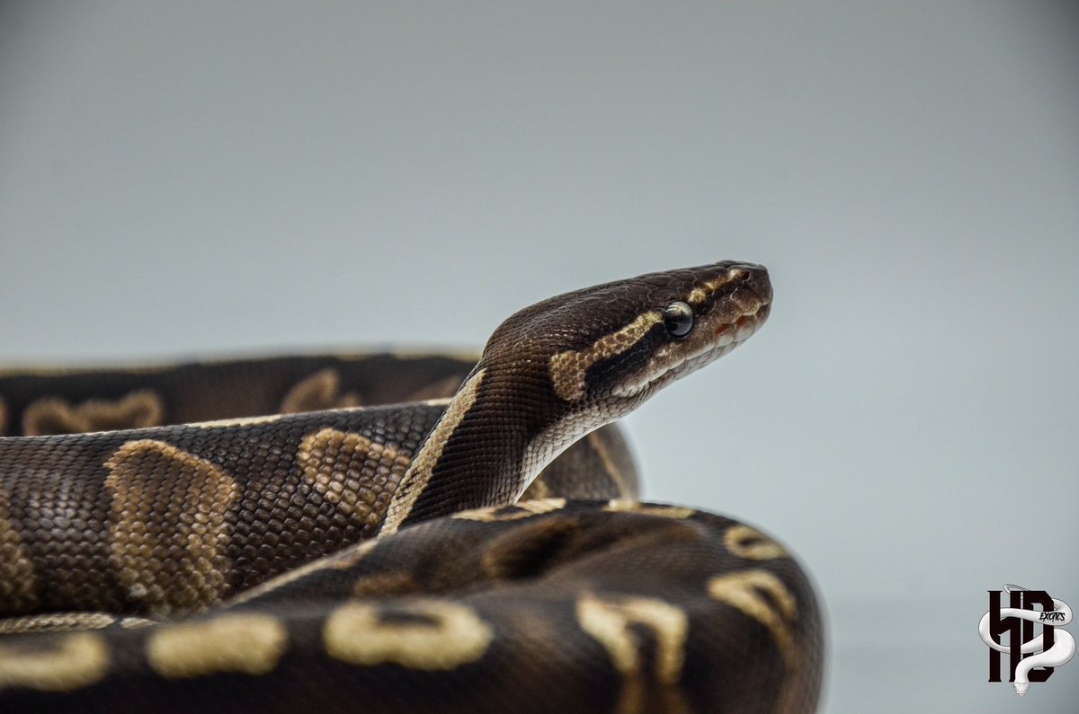 HDExotics1's tweet image. This girl is growing nicely‼️ 0.1 GHI Mojave with some new colors on her 😌
.
.
#ghiballpython #ghiballpythonmorph #mojaveballpython #mojaveballpythonsofinstagram #ballpythonsofinstagram #snakesofinstagram #snakebreedersofinstagram #snakebreeder