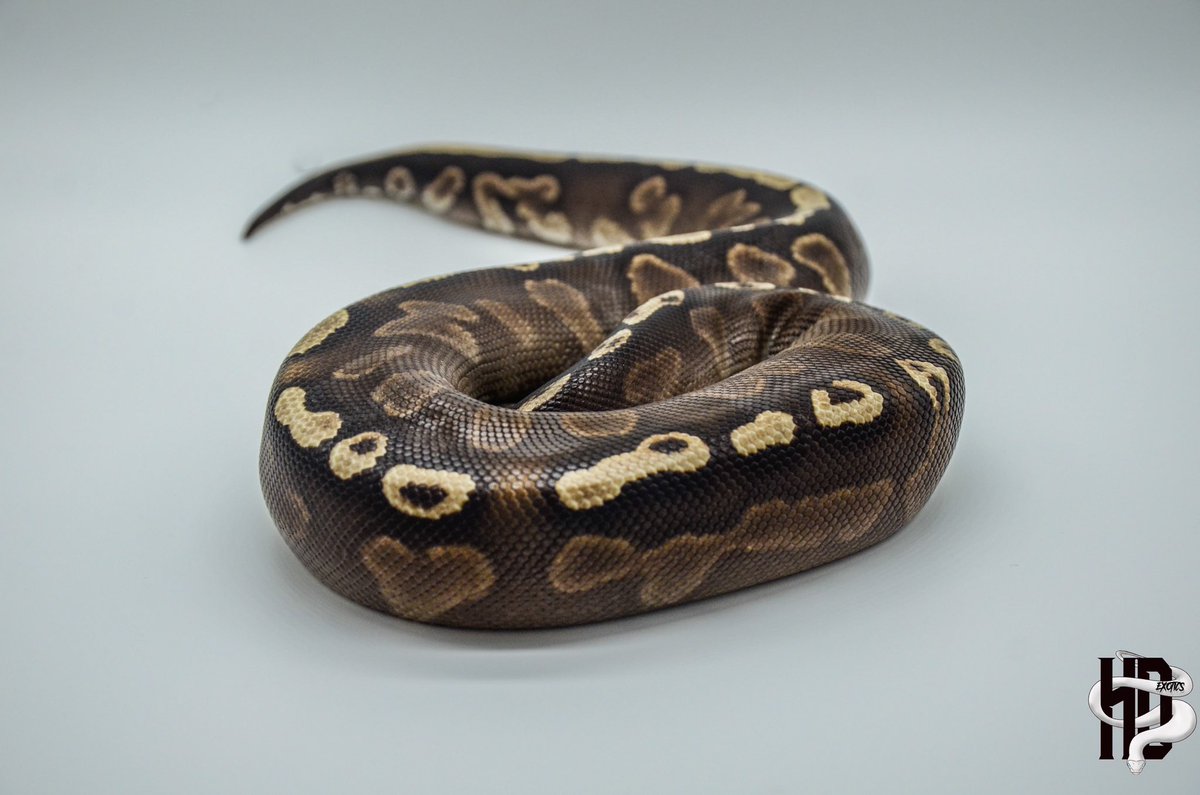 HDExotics1's tweet image. This girl is growing nicely‼️ 0.1 GHI Mojave with some new colors on her 😌
.
.
#ghiballpython #ghiballpythonmorph #mojaveballpython #mojaveballpythonsofinstagram #ballpythonsofinstagram #snakesofinstagram #snakebreedersofinstagram #snakebreeder