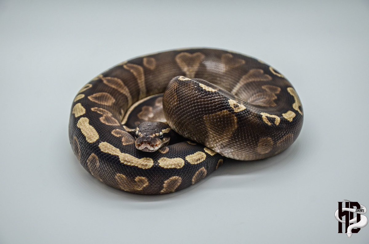 HDExotics1's tweet image. This girl is growing nicely‼️ 0.1 GHI Mojave with some new colors on her 😌
.
.
#ghiballpython #ghiballpythonmorph #mojaveballpython #mojaveballpythonsofinstagram #ballpythonsofinstagram #snakesofinstagram #snakebreedersofinstagram #snakebreeder