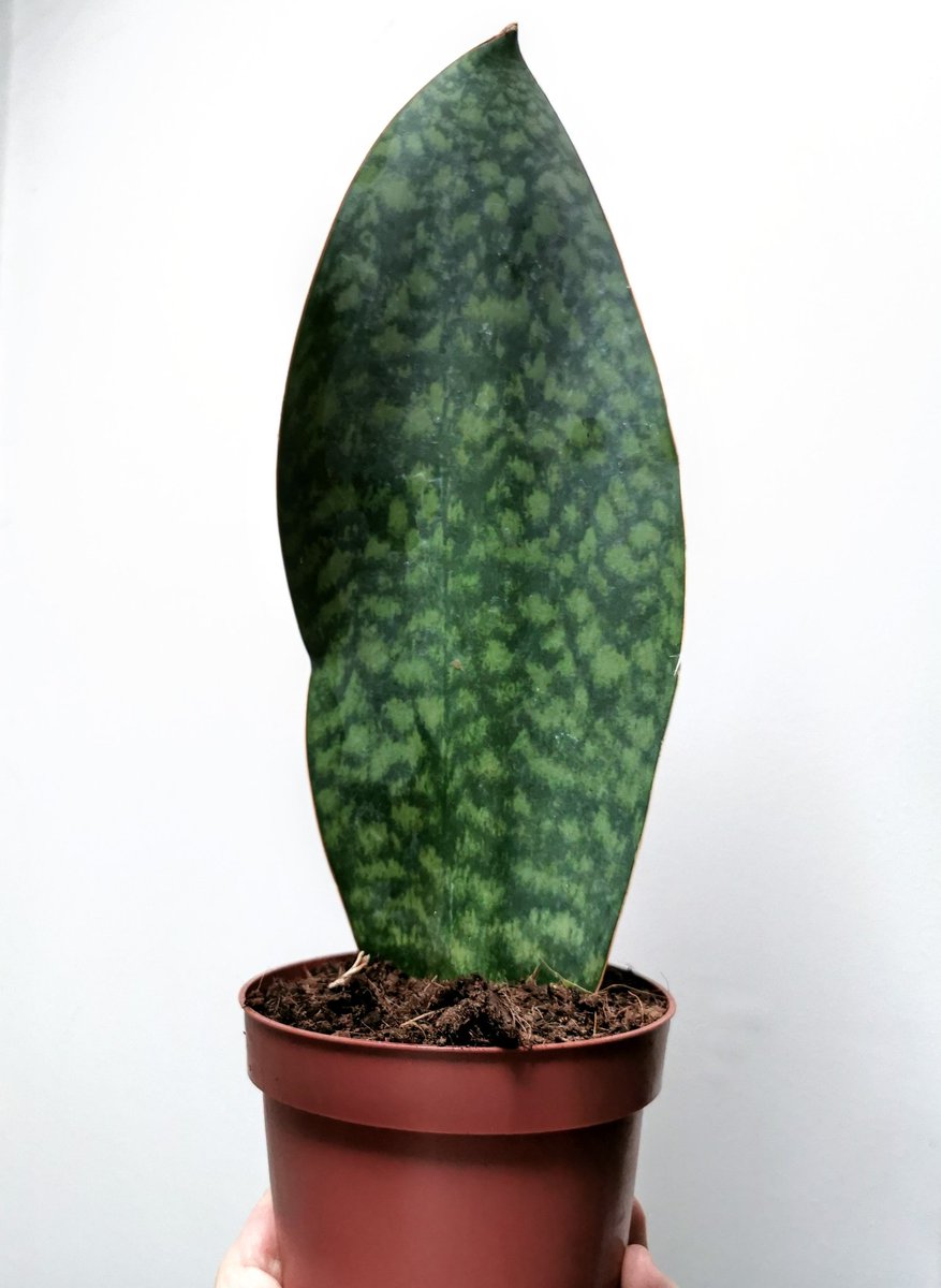 When we are talking about adaptations for growth, a great example has to be from my Dracaena (was Sansevieria) masonica. These paddle shaped plants survive harsh arid environments and go months without water. If you want an easy plant get yourself one of these