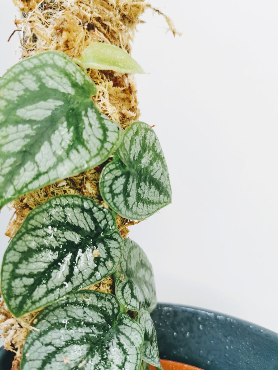 This is a Monsters dubia, the silver specks are a form of variegation where there is an airpocket between the leaf layers, this causes refraction giving silver variegation throughout