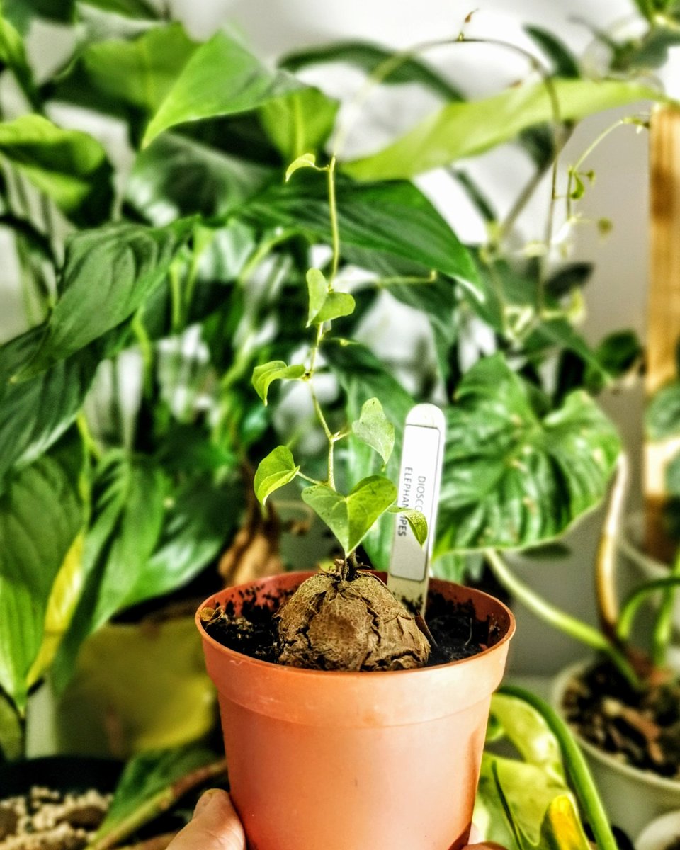 We also have some plants which are a bit obscure such as my Dioscora elephantipes. These plants are endangered and are being poached at high rates from the wild (most of mine are on this list). This caudax here is from a private seller and was grown from seed not the wild