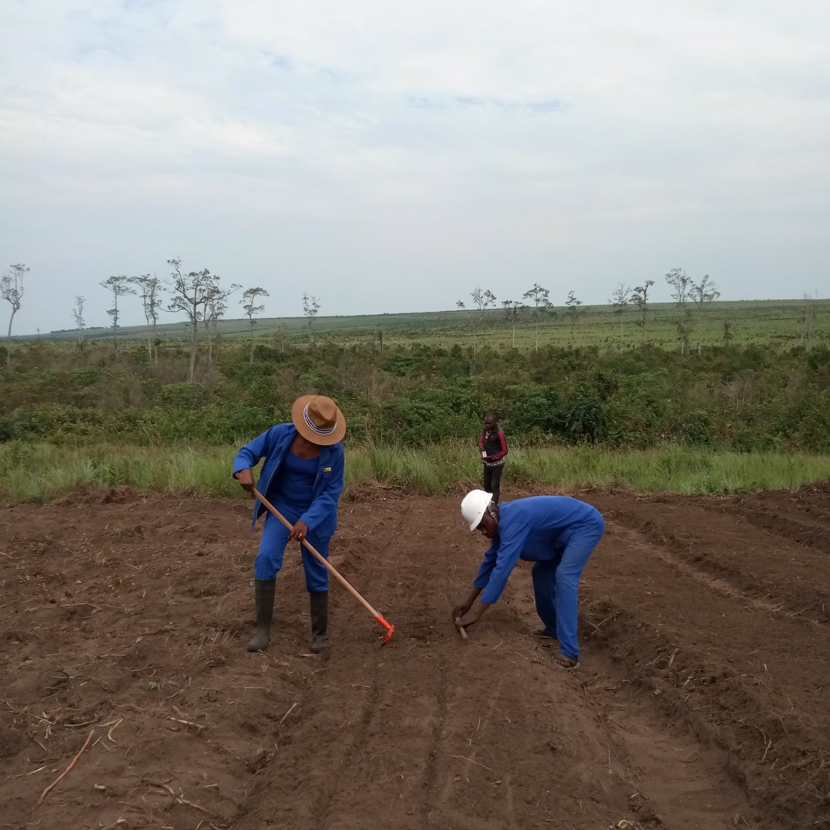 KawayaAtia's tweet photo. ÉTAPE 1:Bien préparer le sol @LodiAlfred @KalonjiKanko @Sivi_malukisa @annytenga @SORAZIZ @Jmchataigner @guyntoto @JeanBamanisa @FAORDCongo @InitiativeOlk @p_kissimba @CodidisCongo @CybelleKamba @PierrotTibasima @SpecialeYelu https://t.co/ZUq6bleTJ8