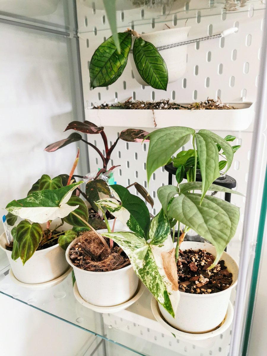 And finally, since this is a plant appreciation post. Here's a couple images of my collection. There's a fair few of them and I can name every single on of them  I should probably plug my plant shop too but currently I'm not trading due to winter.