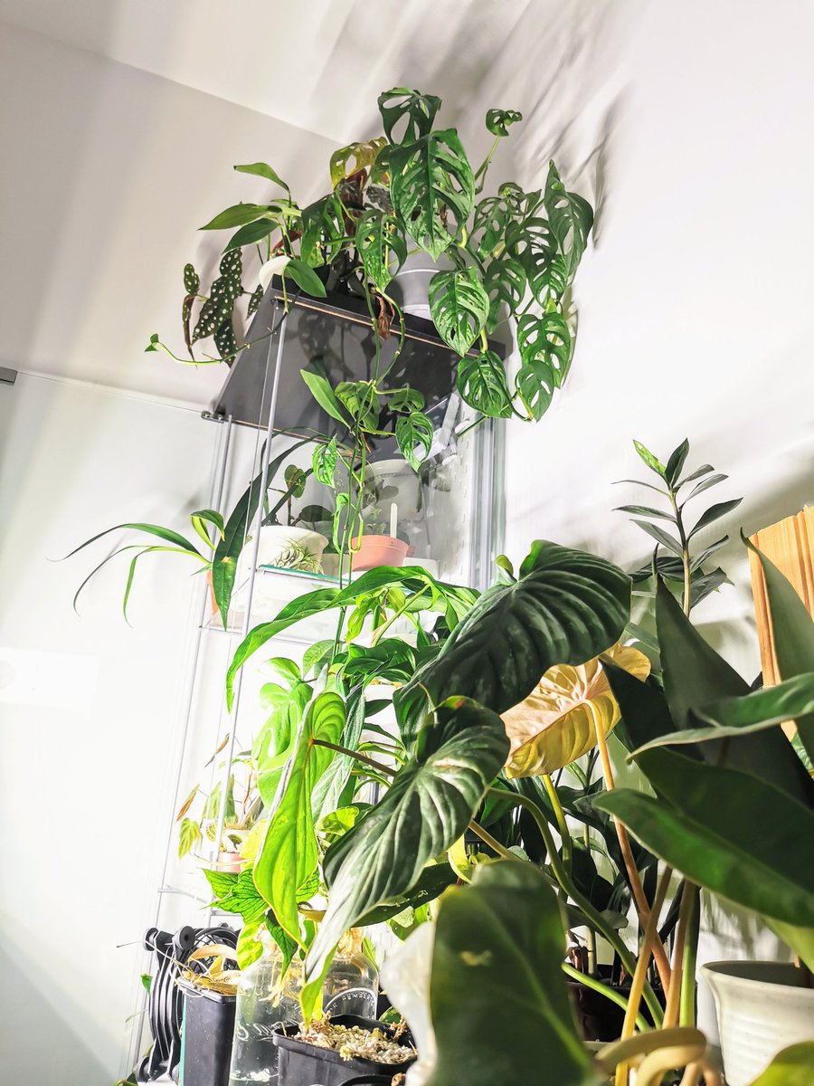 And finally, since this is a plant appreciation post. Here's a couple images of my collection. There's a fair few of them and I can name every single on of them  I should probably plug my plant shop too but currently I'm not trading due to winter.