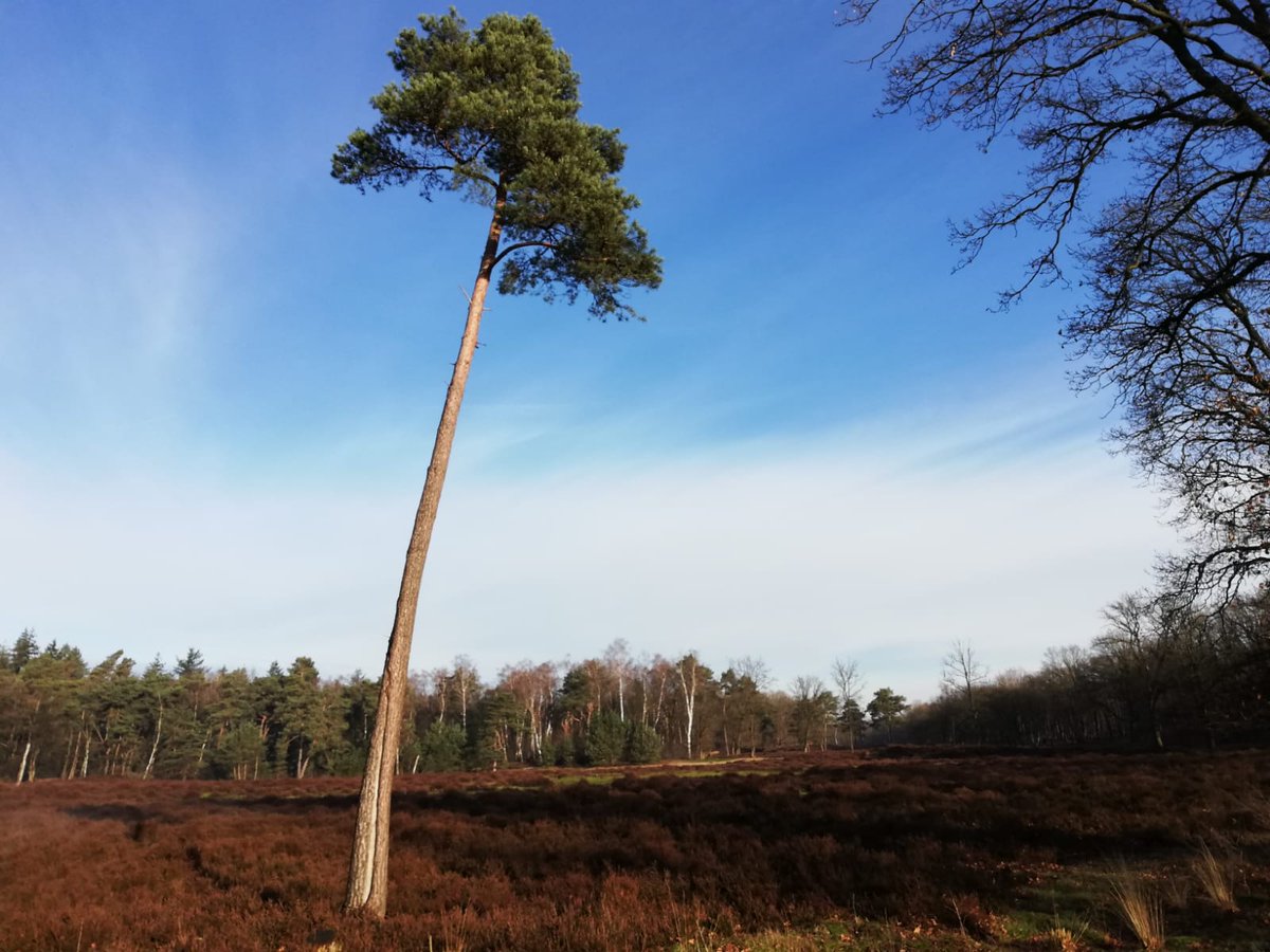 #wandelen zowel gisteren als vandaag  in de omgeving van het Amerongse bos