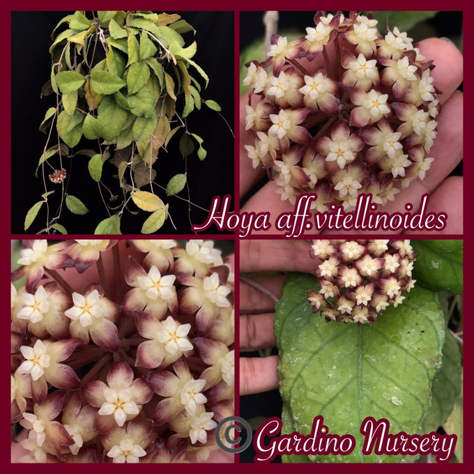 Watch Hoya Plants's leaked NSFW photo on TwXstars