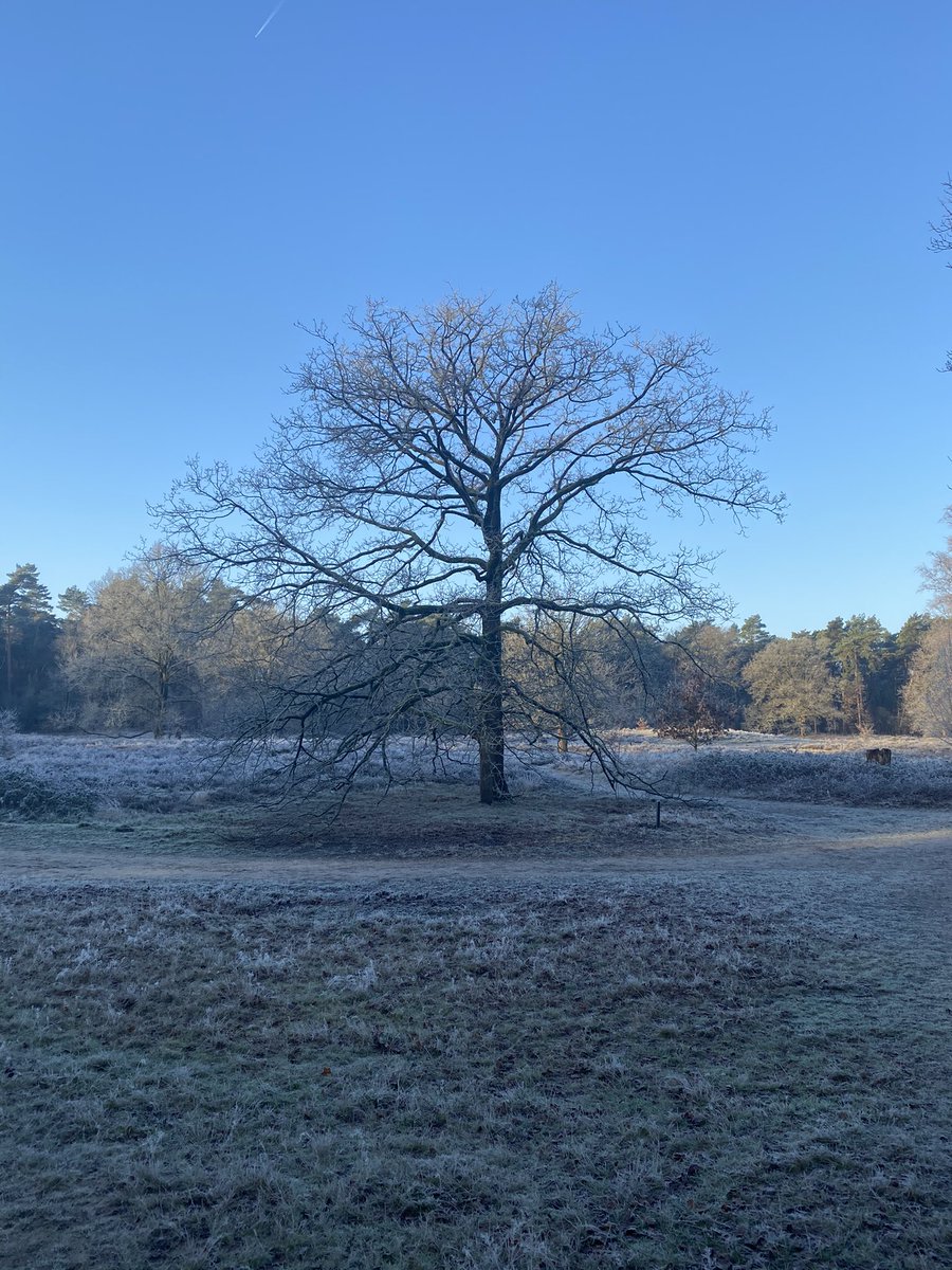 KSeijdell's tweet photo. Vandaag is een goede dag. #natuurspam #teljezegeningen https://t.co/nmw2eQ8NIm