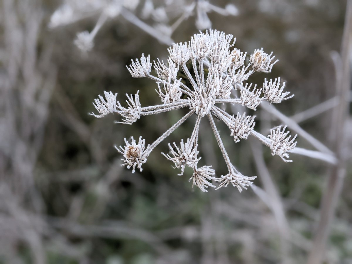 A morning wander with the frost crisp underfoot, nature can be beautiful..

#100daysofwalking #Kent #frostymorning #wanderings #lindolife