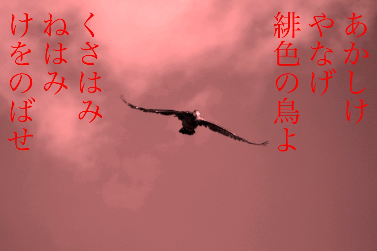 Scp444jp Twitter Search