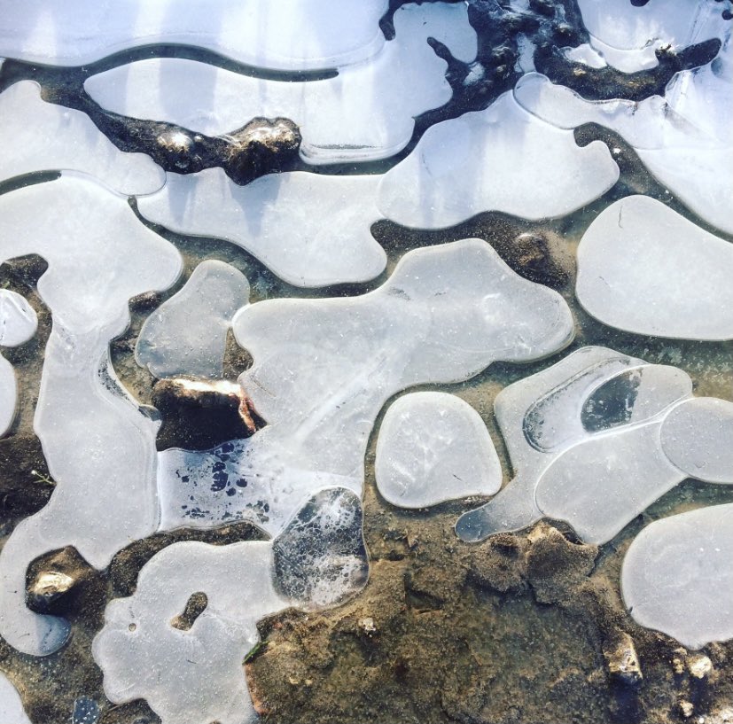 nettlespetals's tweet photo. Bitterly cold still but doesn’t everything look so pretty?  Rather nice organic icy puddles included... #iceshapes #frostywalks #gardendesignsurrey #surreygardendesigner https://t.co/GhONFJmWOJ