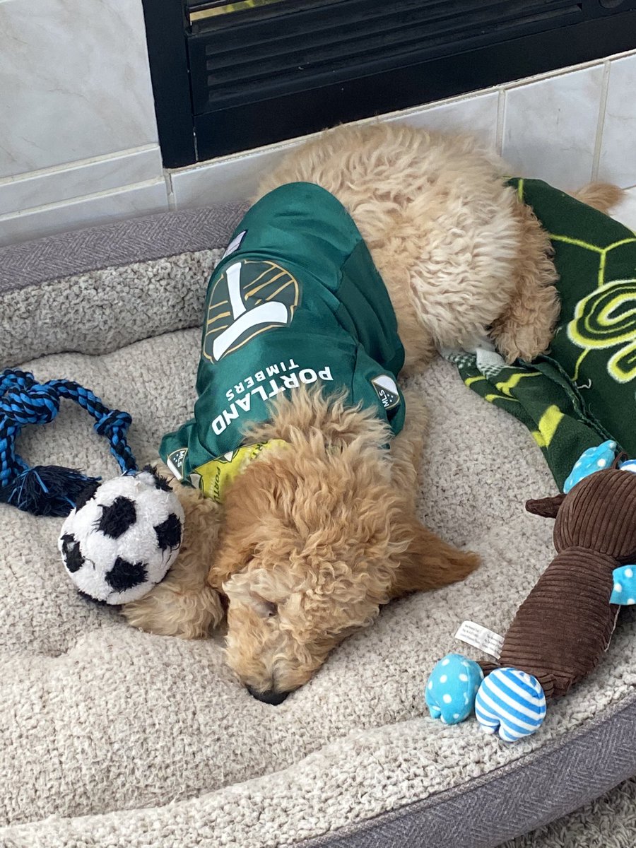 capimatador23's tweet photo. When your pet is set for 2021!!! #greenandgold #ptfc #goldendoodle #timberdog https://t.co/4wZdXZaKvb