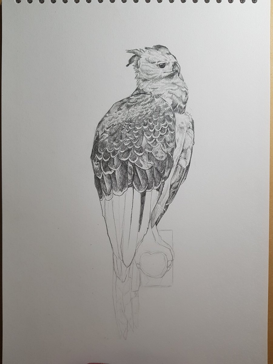 Spitfyaaa's tweet photo. A3 Birb for uni work :) (and wip for twt cropping) https://t.co/i2euygECBZ