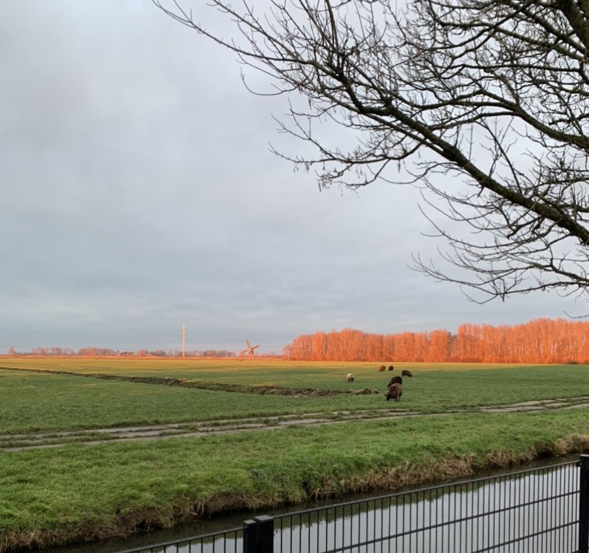 MaaikePutters's tweet photo. Giessendamse polder bij ondergaande zon, prachtige lichtval @GemHG https://t.co/rshyF6qijY