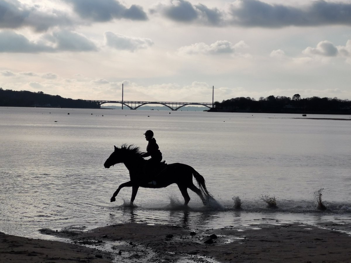 legall_ch's tweet photo. Comme un air de liberté !
#MagnifiqueBretagne
#finistere
#galoper
#cheval https://t.co/MilcSOdTqj