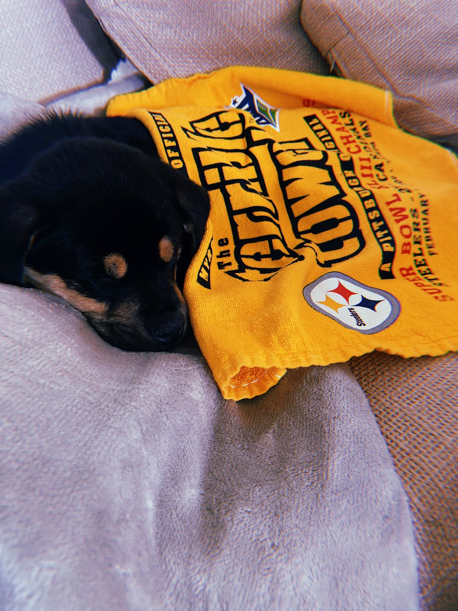 mpasteryk's tweet photo. the newest @steelers fan in Prosper, TX with his very own #TerribleTowel just in time for #NFLPlayoffs #Steelers #HereWeGo #Steelers2020Playoffs #SteelersNation #WildCardWeekend https://t.co/4TjhHwYNIz
