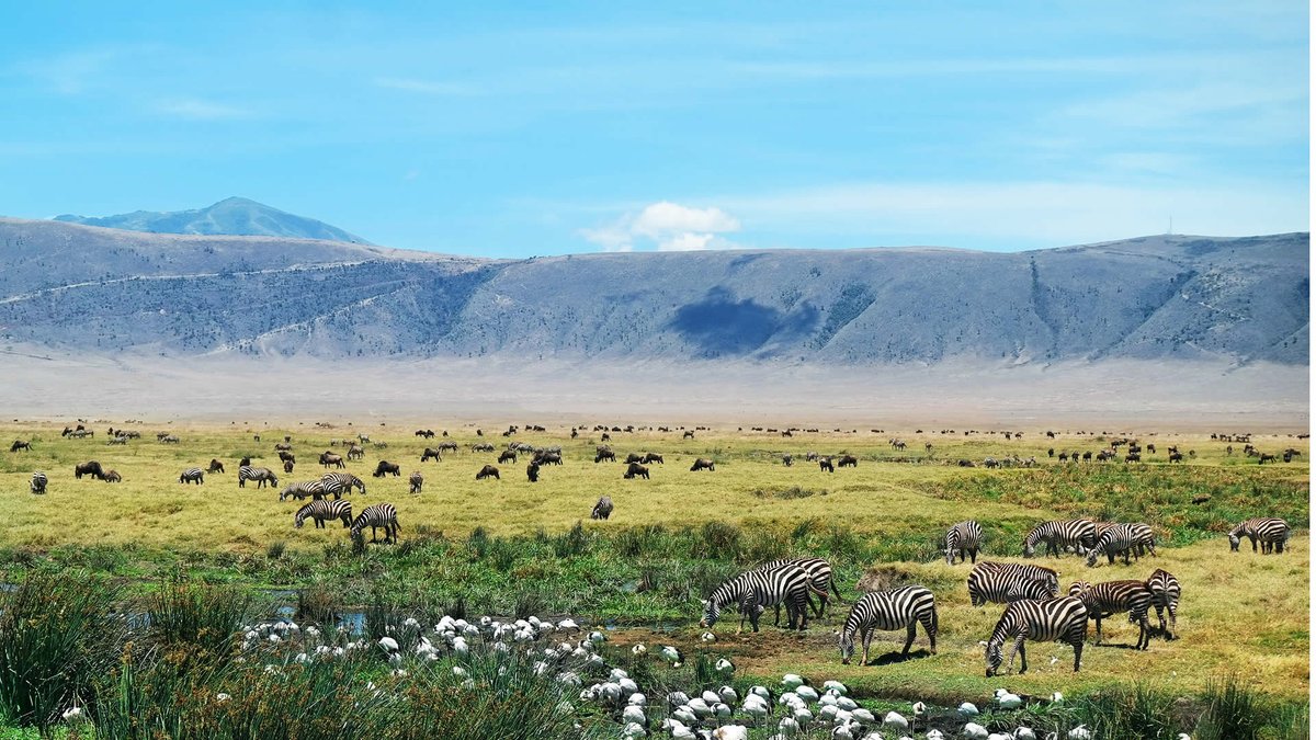 east_facts's tweet photo. FACT: Ngorongoro Conservation Area in northern Tanzania receives about 450,000 tourists every year. https://t.co/i02KnOueB8