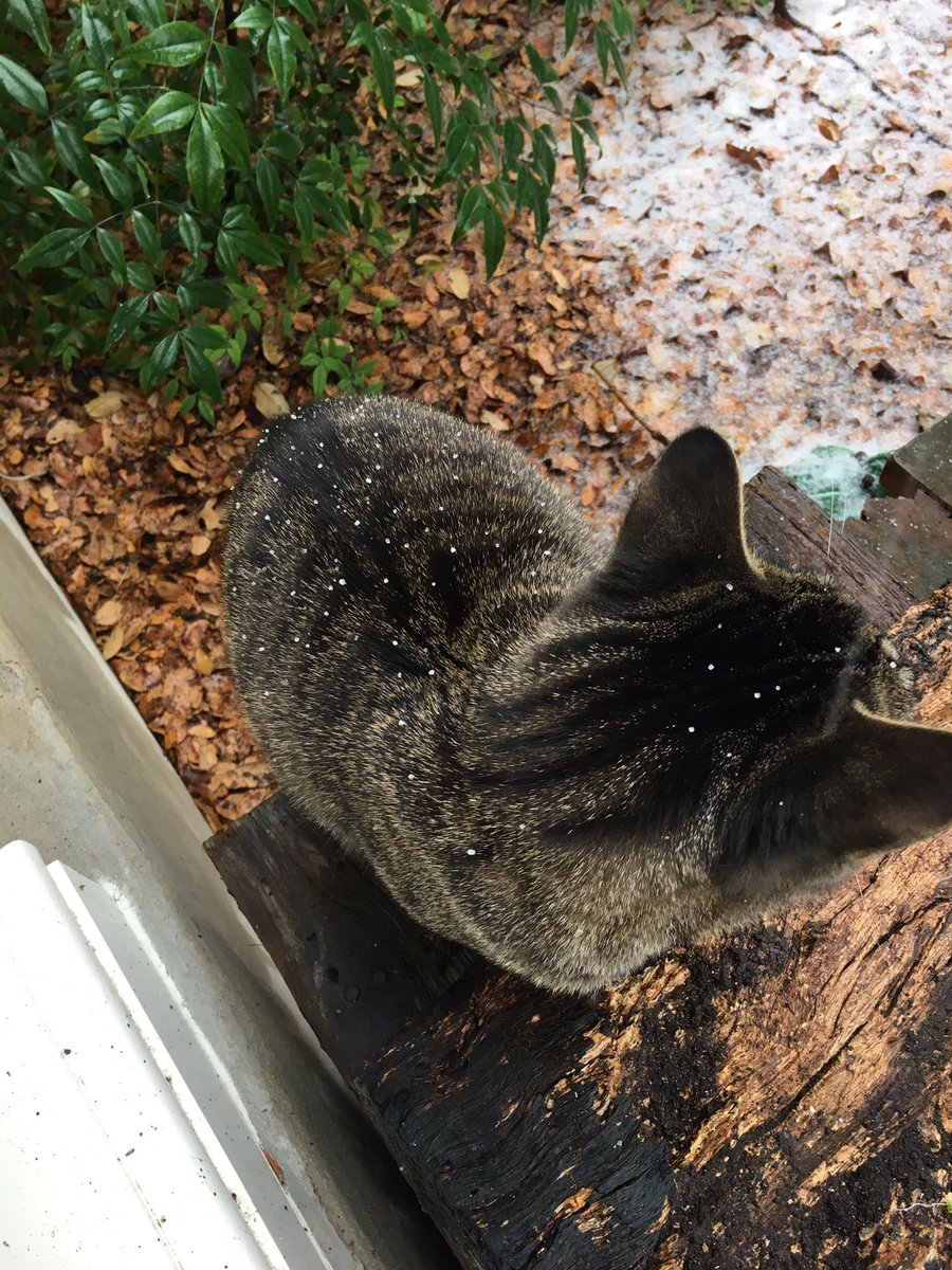 CatEarFace's tweet photo. Can anyone help me figure out what this white stuff falling in Austin is? https://t.co/Ezz7bMqyL3