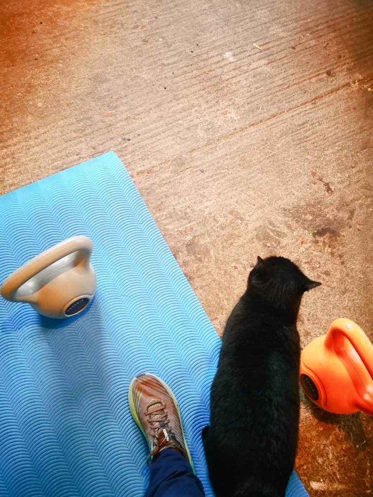 "If I stay sat here in the way, then the human will eventually lure me away with treats". Can confirm it worked #cats #KettlebellCat