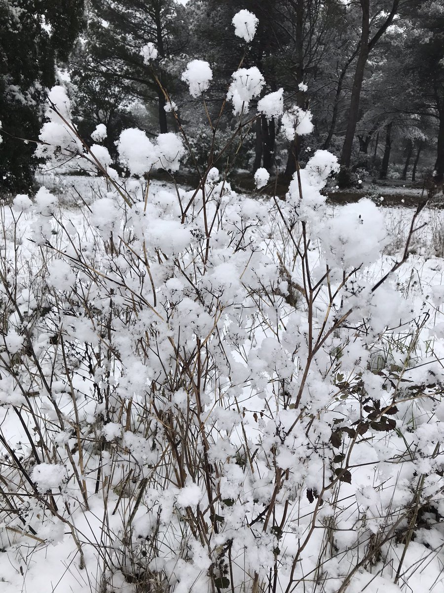 macigale's tweet photo. Ce n’est pas si souvent qu’il neige en Provence alors il n’était pas question de rester sous la couette 😉
Et on a bien fait c’était carrément magique, féerique je dirais même Fantastique 🤩🤩🤩
Et vous ?! C’était couette ou balade ?!
#neige #paysdaix https://t.co/llfDKH1WaJ