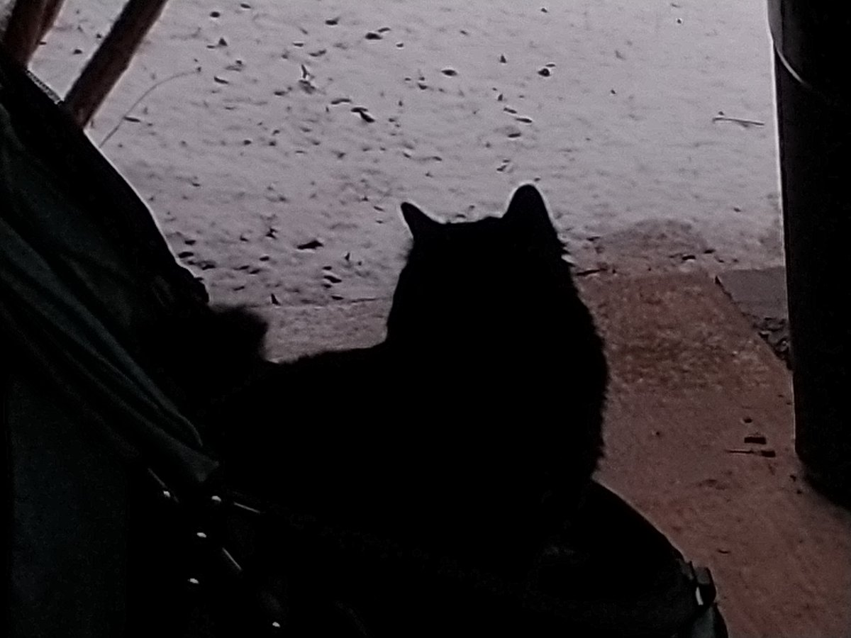 Ttman5000Terry's tweet photo. @KXAN_Weather snow in Pflugerville https://t.co/DHDnYH0aTs
