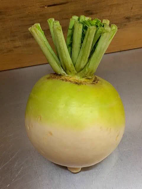 下にまっすぐ伸びると思いきや横に拡がり続ける京野菜の「聖護院大根」に、宇宙の無限の拡がりを投影してるんですなぁ…（絶対違う）  