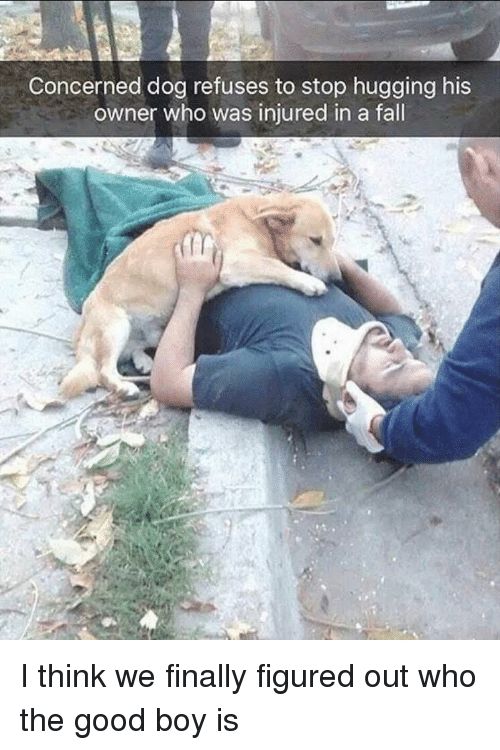 K9Nature's tweet photo. A dog's loyalty is beyond compare. https://t.co/drcibTLm2x