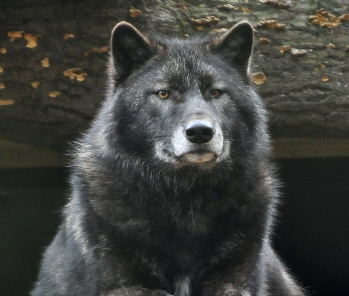 Wolf sat miserably on the kitchen settle, eating his roast potatoes. Old Fox was saying something to him, but he couldn't understand the words, not even their shapes, he just kept thinking of the Great Sickness coming to get him, coming to get his family, coming to get Old Fox.