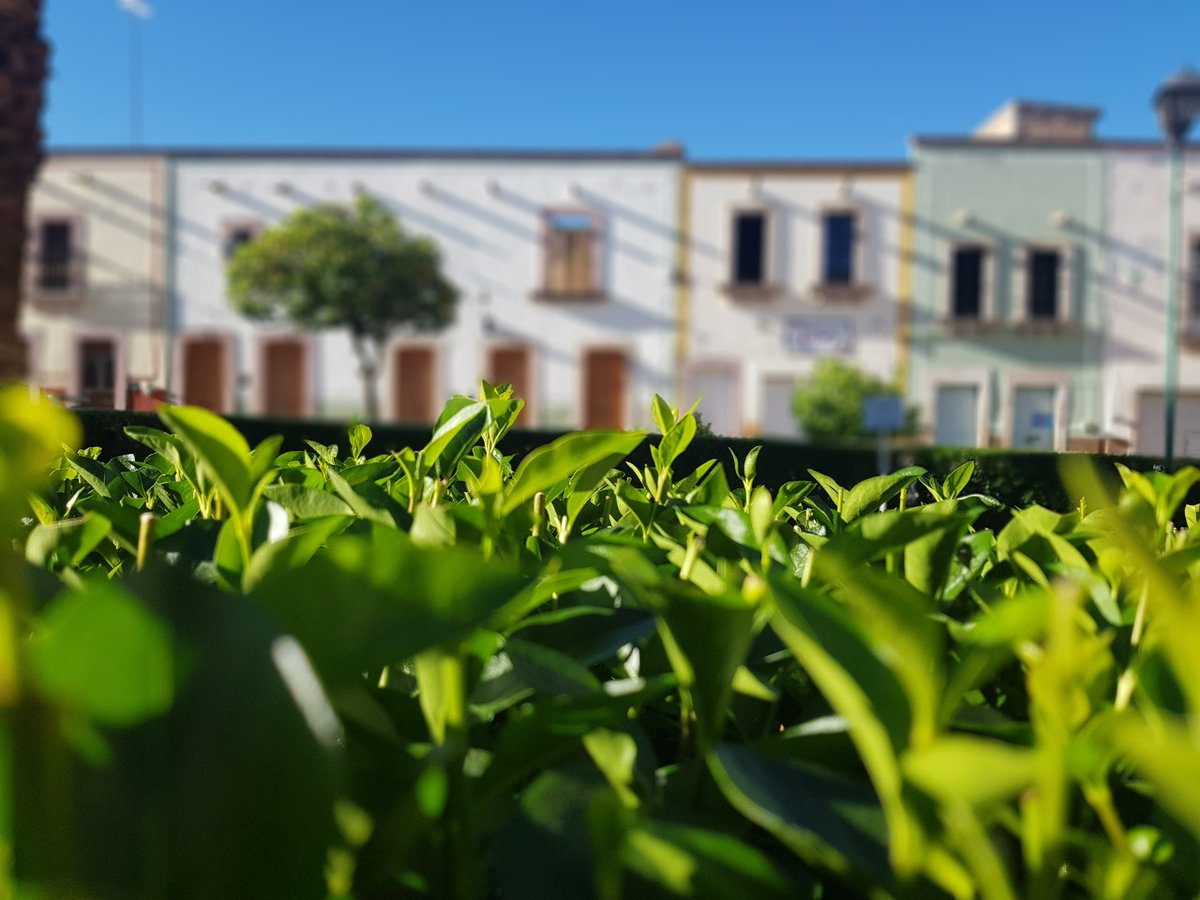 CasaCheva's tweet photo. Buenos días desde #ElMásDelicioso de los pueblos mágicos.
@ZacatecasTravel https://t.co/ULVxxxHTZm