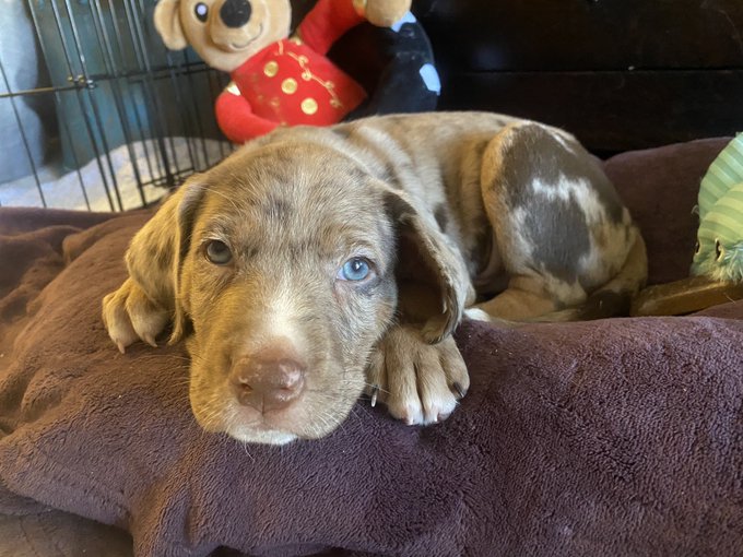 ❤️🥰🐆🐶🎁 https://t.co/rhRrGnl9wD<a href="/tag/mvsales"class="tags"><span>#mvsales</span></a>