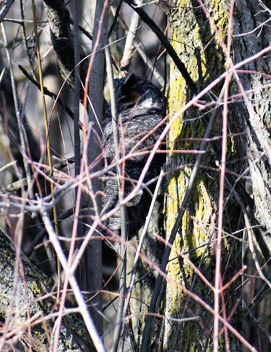 4-as you can see, not the greatest photo, but, it's a new bird for me, a Long Eared Owl. Supposedly there were four in the brush, but only one minded getting his photo taken. Here is the best of what I got... not great, but still better than nothing.