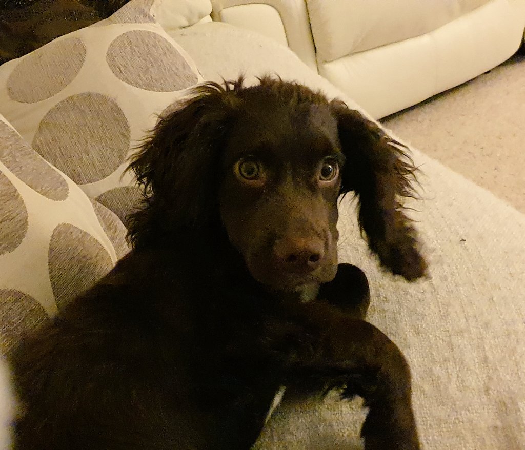 msparkled's tweet photo. Do you mind mam, I was sleeping! Stop taking my bloody picture will you! #JarvisTheCockerSpaniel #DogsofTwittter https://t.co/O49CY3PkQG