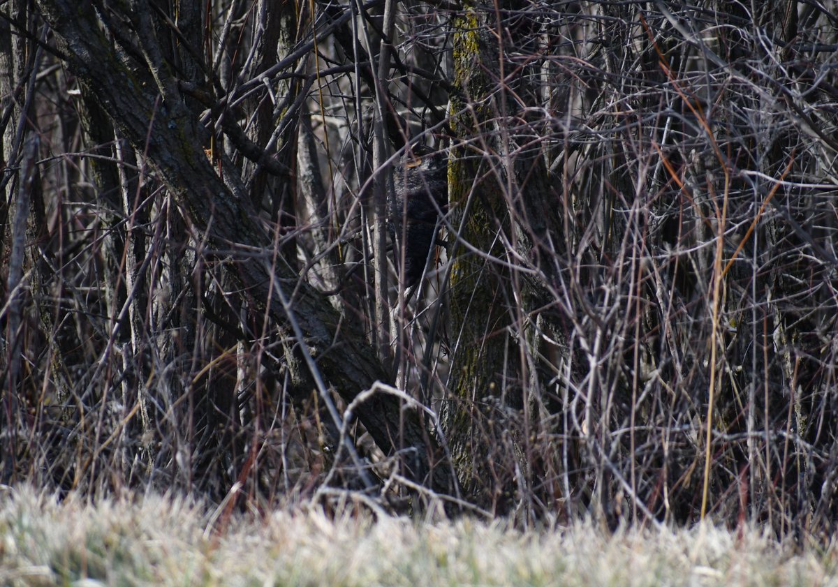5- @DocGiani  @Julieluvsotalia  @buttons30  @sparcharge  @mayaayana  @Vaughn11Robin  @Janellepm  @Zoogirl16  @kathyparman  @CathieBreed  @JillLorieHurst @crystalchappell  #Birdpic4Anne For comparison, 1st shot vs crop. God love birders helping me find this beauty, never would have otherwise.