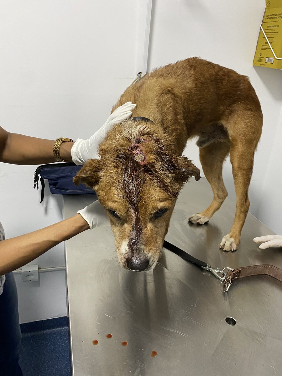 Pessoal estou à horas com um cachorro que acabei de acolher, o estado dele é deplorável! Não tem como ignorar, vivendo nas ruas ferido, sendo devorado por bicheira a dias sem ninguém fazer nada
Vou precisar da ajuda de vocês, vamos juntos devolver a dignidade desse cara?! +