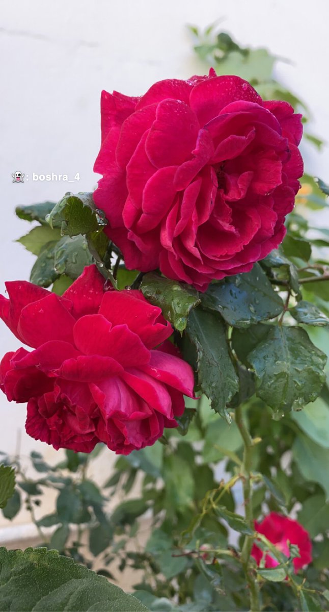Boshra_BM's tweet photo. تزهر الأماكن الَّتي مررت بها، فكيف بقلب من يُحِبُّك!

#شي_من_lلسناب 
#تصويري https://t.co/jETolJ3JrG
